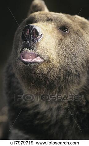 Stock Photo - Grizzly bear roaring close-up. Fotosearch