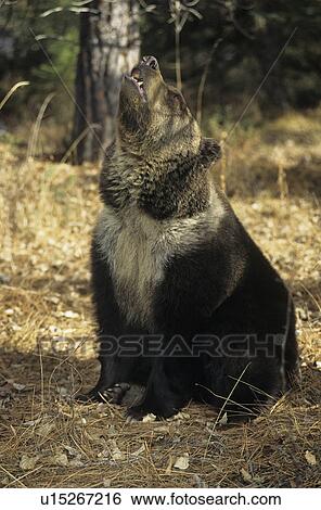 Grizzly bear roaring View Large Photo Image Stock Photograph - Grizzly bear roaring. Fotosearch