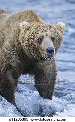 Stock Photography - Grizzly bear standing in river. Fotosearch