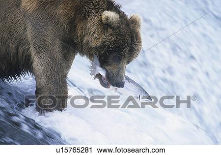 Grizzly bear swimming with fish in mouth View Large Photo Image Stock Image - Grizzly bear swimming with fish in mouth. Fotosearch