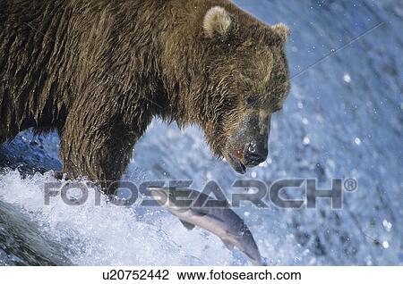 Stock Image - Grizzly bear swimming with fish in mouth. Fotosearch
