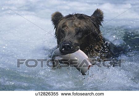 Grizzly bear swimming with fish in mouth View Large Photo Image Stock Photography - Grizzly bear swimming with fish in mouth. Fotosearch