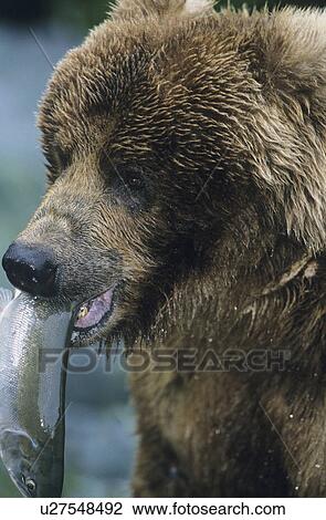 Grizzly bear with fish in mouth close-up View Large Photo Image Stock Image - Grizzly bear with fish in mouth close-up. Fotosearch