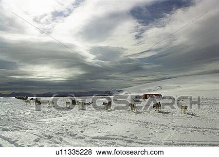 Stock Photo - Group of dogs near trailer in snow-covered landscape. Fotosearch