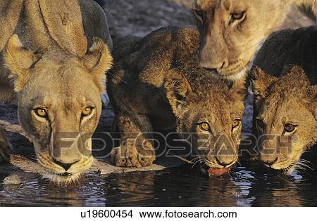 Picture - Group of Lions drinking at waterhole close-up. Fotosearch