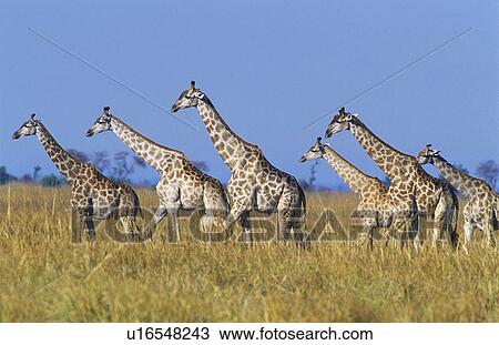 Stock Image - Group of Maasai Giraffes (Giraffa Camelopardalus) on savannah. Fotosearch