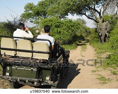 Stock Image - Group of tourists in jeep looking at elephant one man photographing back view. Fotosearch
