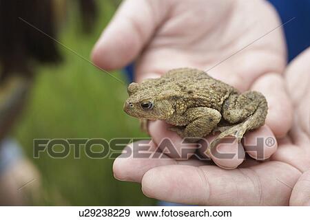 Stock Photo - Hands holding Toad close-up. Fotosearch