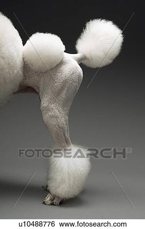 Stock Photograph - Haunches of Poodle on grey background. Fotosearch
