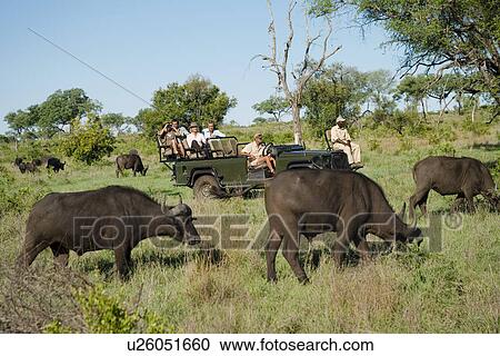 Herd of African buffaloes (Syncerus caffer) tourists in jeep in background View Large Photo Image Stock Image - Herd of African buffaloes (Syncerus caffer) tourists in jeep in background. Fotosearch