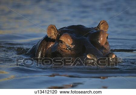 Hippopotamus (Hippopotamus Amphibius) bathing in waterhole View Large Photo Image Stock Image - Hippopotamus (Hippopotamus Amphibius) bathing in waterhole. Fotosearch