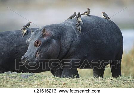 Stock Image - Hippopotamus (Hippopotamus Amphibius) with birds on back. Fotosearch