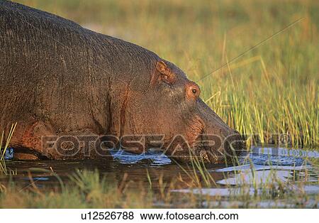 Stock Photo - Hippopotamus (Hippopotamus Amphibius) bathing in waterhole. Fotosearch
