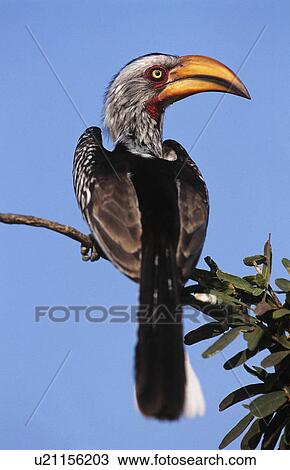 Hornbill sitting on branch View Large Photo Image Stock Image - Hornbill sitting on branch. Fotosearch