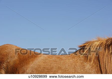 Horse against blue sky side view top mid section View Large Photo Image Stock Photo - Horse against blue sky side view top mid section. Fotosearch
