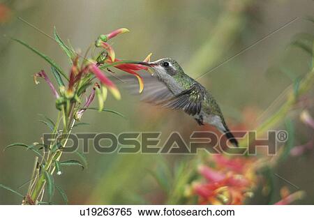 Humming bird feeding from flower View Large Photo Image Stock Photography - Humming bird feeding from flower. Fotosearch