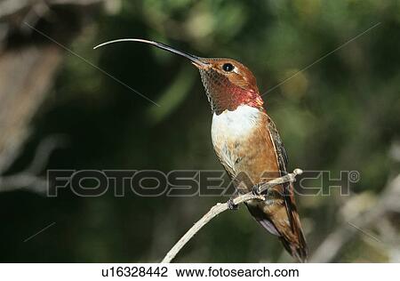 Stock Image - Humming bird perched on branch. Fotosearch