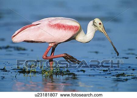 Stock Photo - Ibis wading in water. Fotosearch