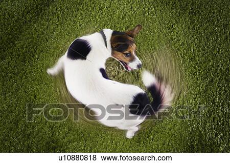 Jack Russell terrier chasing tail view from above View Large Photo Image Stock Photo - Jack Russell terrier chasing tail view from above. Fotosearch