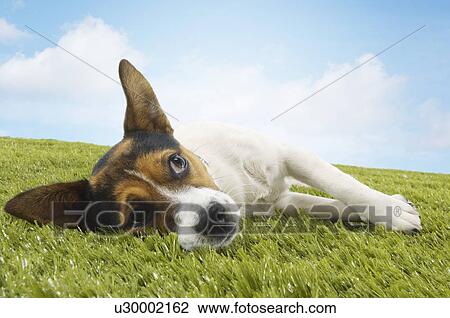 Stock Image - Jack Russell terrier lying on side looking up front view. Fotosearch