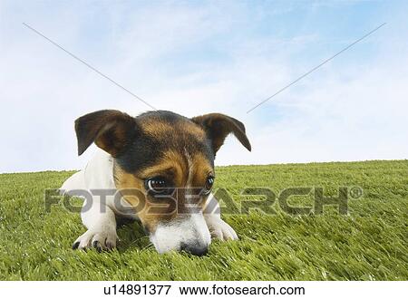 Stock Photo - Jack Russell terrier lying prone in grass front view. Fotosearch