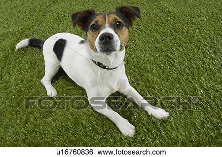 Stock Photograph - Jack Russell terrier lying prone elevated view. Fotosearch