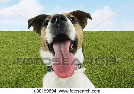 Jack Russell terrier panting close-up View Large Photo Image Picture - Jack Russell terrier panting close-up. Fotosearch