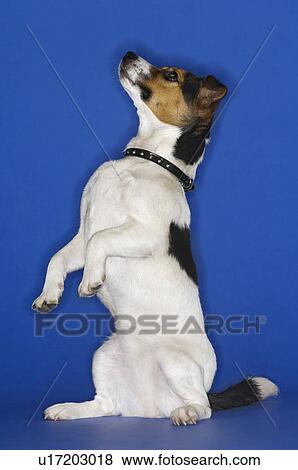 Jack Russell terrier sitting up side view View Large Photo Image Stock Photo - Jack Russell terrier sitting up side view. Fotosearch