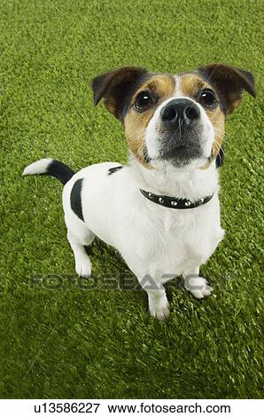 Stock Photo - Jack Russell terrier standing looking up elevated view. Fotosearch