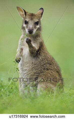 Picture - Joey Kangaroo in grass. Fotosearch