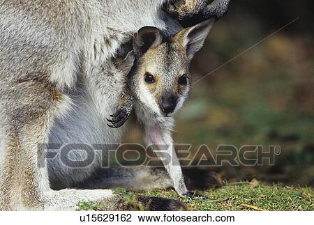 Stock Image - Joey Kangaroo with mother close-up. Fotosearch
