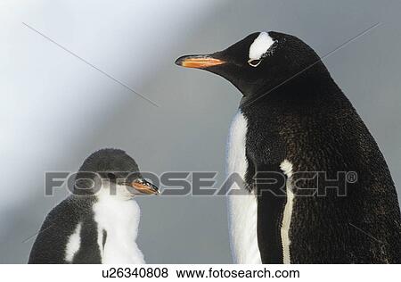 Stock Photo - Juvenile Penguin with mother. Fotosearch