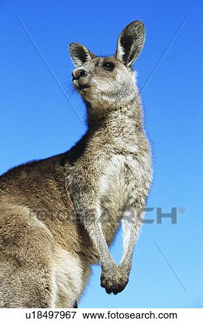 Stock Photo - Kangaroo against blue sky. Fotosearch