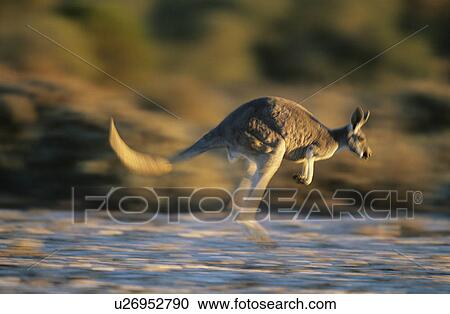 Stock Image - Kangaroo bouncing through desert. Fotosearch