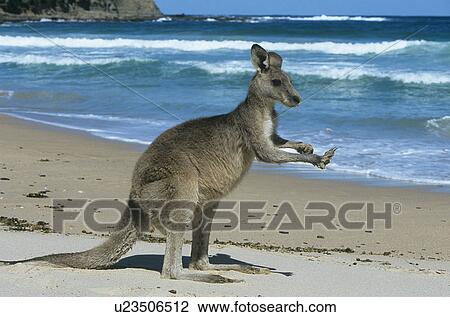 Kangaroo on beach View Large Photo Image Stock Image - Kangaroo on beach. Fotosearch