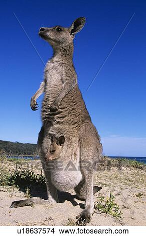 Picture - Kangaroo with joey in pouch on beach. Fotosearch