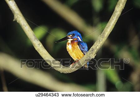 Stock Image - Kingfisher perched on branch. Fotosearch