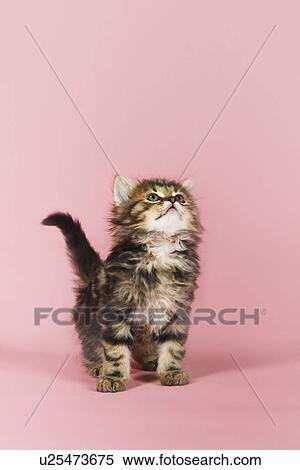 Stock Photography - Kitten looking up studio shot with pink background. Fotosearch