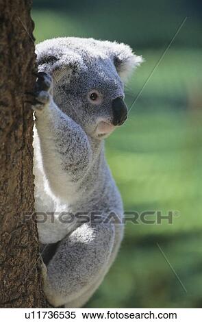 Stock Photography - Koala climbing tree. Fotosearch