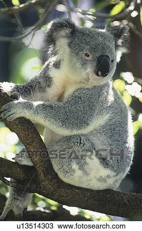 Stock Image - Koala sitting in tree. Fotosearch
