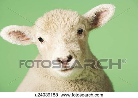 Lamb on green background close-up of head View Large Photo Image Stock Photo - Lamb on green background close-up of head. Fotosearch