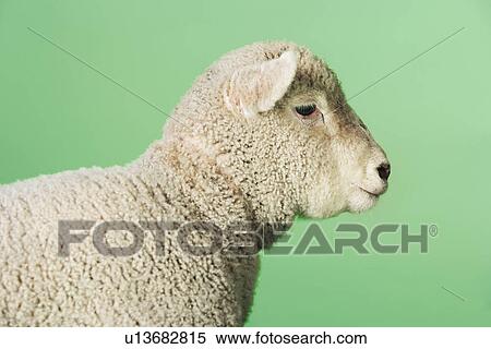 Lamb on green background side view of upper half View Large Photo Image Stock Photography - Lamb on green background side view of upper half. Fotosearch