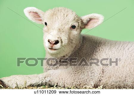 Stock Photo - Lamb on green background. Fotosearch
