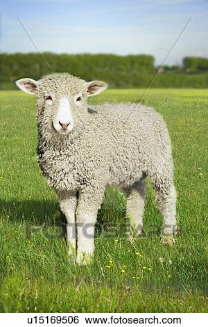 Stock Photograph - Lamb standing in green meadow looking to camera with blue sky. Fotosearch