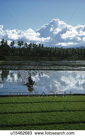 Stock Image - Landscape with rice fields and dramatic sky. Fotosearch