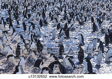 Large colony of Penguins gathering on ice View Large Photo Image Stock Image - Large colony of Penguins gathering on ice. Fotosearch