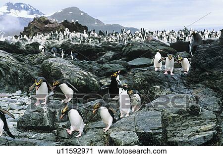 Stock Image - Large colony of Penguins on rocks. Fotosearch