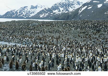 Stock Image - Large colony of Penguins. Fotosearch