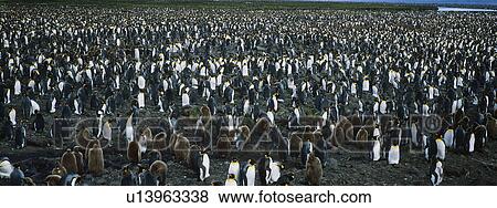 Large colony of Penguins View Large Photo Image Stock Photo - Large colony of Penguins. Fotosearch