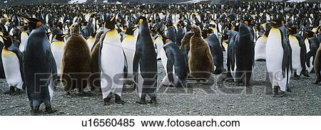 Large colony of Penguins View Large Photo Image Stock Photography - Large colony of Penguins. Fotosearch